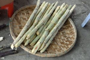 peeled sugar cane ready for chewing or for a juice