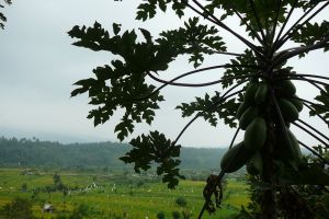 papaya tree above rice fields in Bali, Indonesia