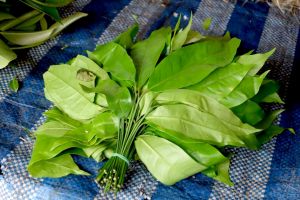 bunch of kaffir lime leaves on local market in Thailand