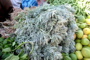 wormwood sold on the market in Morocco by Authentic World Food