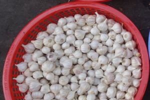 garlic sold from the basket on local market in Vietnam