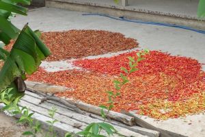 Drying of red chilies in Cai Bai by Mekong river in Vietnam