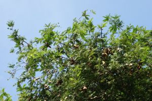tree with ripening tamarind husks in India