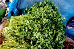 Bunch of green parsley in a traditional Moroccan market suk