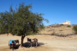 Donkeys in the shade of argan tree in the south of Morocco - by Authentic World Food