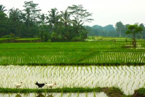 Slípky procházející se po rýžovém políčku na Bali v Indonésii - od Authentic World Food