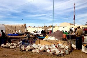 Prodej živých kuřat na tradičním marockém tržišti, souk - od Authentic World Food