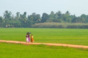Walk in rice paddies in Kerala, India - by Authentic World Food
