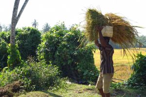 Rice harvest in Sri Lanka - by Authentic World Food