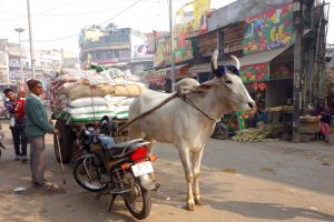 Rice transport in Delhi, India by Authentic World Food