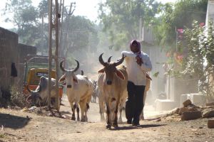 Pasáček se svými kravami v Bhuj v Indii od Authentic World Food