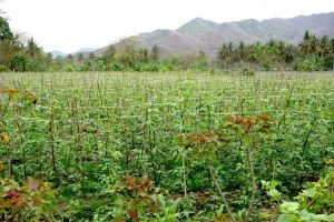 Green bean field on Lombok, Indoneisa - by Authentic World Food