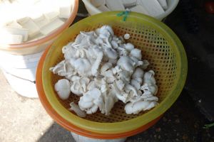 oyster mushrooms sold in basket on local market in Vietnam