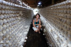 Bo` on the road in a oyster mushroom farm, Thailand