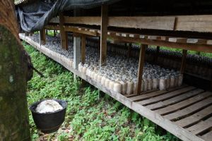 bags with oyster mushroom spawn in the back, collection of rubber from a rubber tree in the front, Thailand