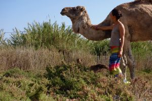 Bo on the road s velbloudem na pastvě v Maroku