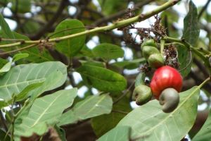 plody kešu na stromě (ledvinovník západní) na ostrově Lombok v Indonésii