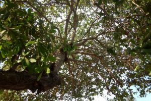 Strom s kešu (ledvinovník západní) na ostrově Lombok v Indonésii