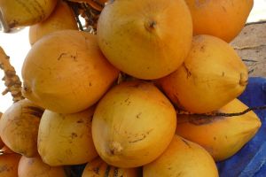 cluster of young coconuts in a street shop in Sri Lanka