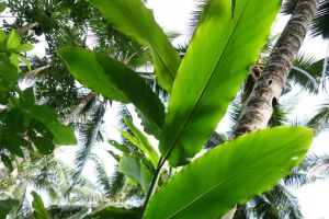 white ginger plant, Bali, Indonesia