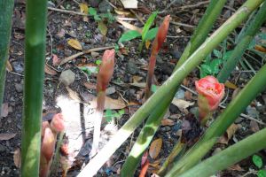 red ginger plant and flower, Bali, Indonesia