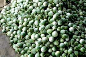 Thai eggplant on the market