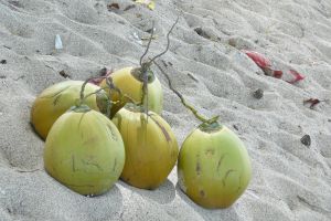 hrozen zralých kokosů spadlých do písku na pláži na ostrově Lombok v Indonésii
