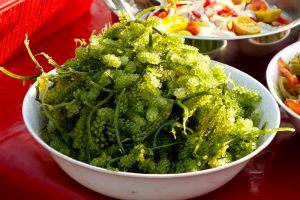 sea grapes - green caviar - latok - on the market in Sabah on Borneo island