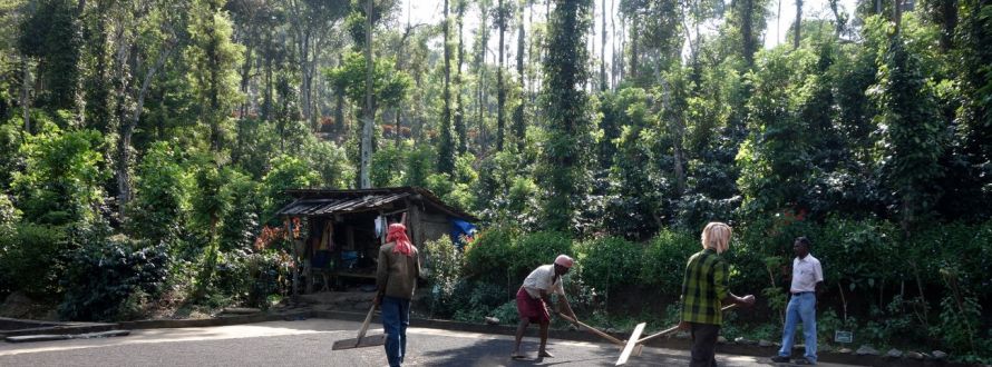 Black pepper drying in India