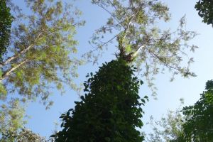 pepper plant is a climbing one, climbing on a trunk of tree in Kumily, India