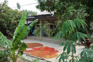 sušení červených čili papriček u řeky Mekong v Cai Bai, Vietnam