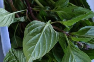 fresh Thai basil leaves