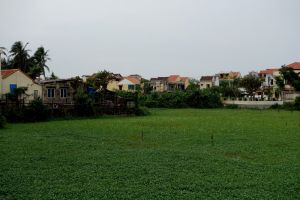pole vodního špenátu ve Vietnamu