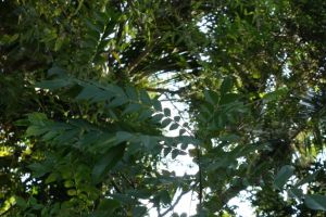 curry tree in Sri Lanka