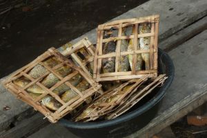 grilled fish on bamboo grill coated with coconut oil agains burning Lombok Indonesia