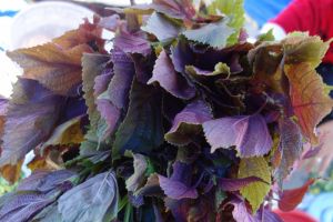 fresh purple perilla on the market in Mui Ne, Vietnam