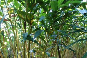 cardamon plant in India