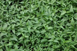 water spinach field in Vietnam