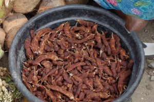 peeled tamarind husks sold on the market in Lombok island, Indonesia