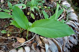 rostlina kurkumovníku na Srí Lance