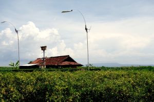 farm with chilies, Bali, Indonesia