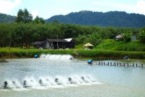 prawn farm in Thailand