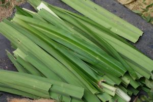 Pandan leaves