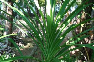 Pandanus plant in Sri Lanka