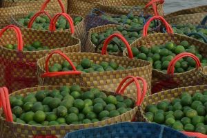 limes for export delta Mekong river Vietnam