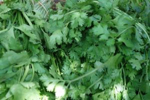 fresh coriander leaves on the market in Mui Ne, Vietnam