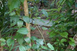 Rostlina pepřovníku na Srí Lance