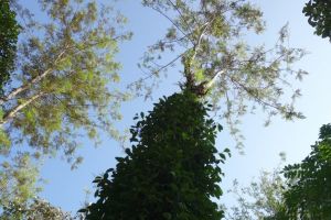 rostlina pepřovníku je pnoucí rostlina, která se pne po kmenech stromů, v Kumily, v Indii
