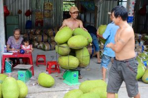 Jackfruit