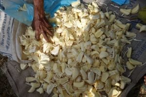 Jack fruit, kiri kos, sold on the market in Midigama, Sri Lanka